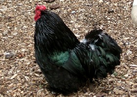 cockerel