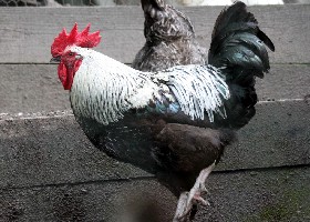 Dark Dorking cockerel