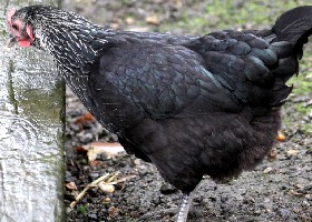 Dorking chicken