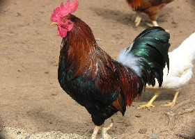 Red Dorking cockerel