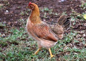 Red Dorking hen
