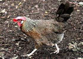 Silver Dorking chicken