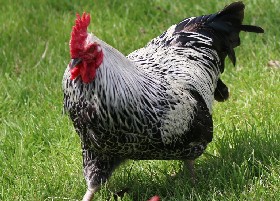 Silver Dorking chicken