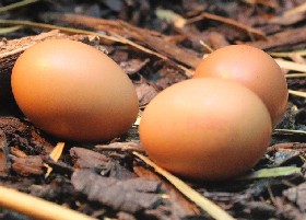Chicken eggs