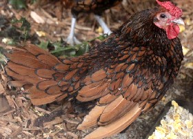 Golden Sebright