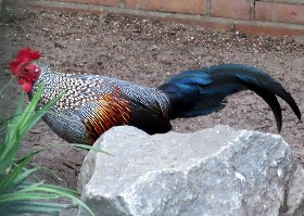 Grey Jungle Fowl