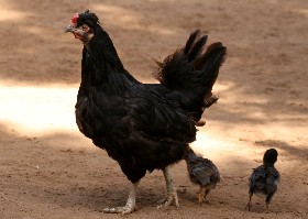 Hen 13