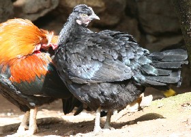 Hen