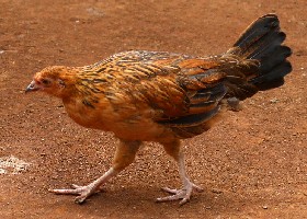 Hen