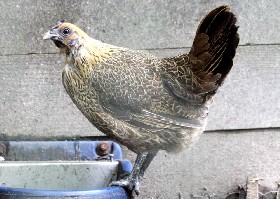 Hen