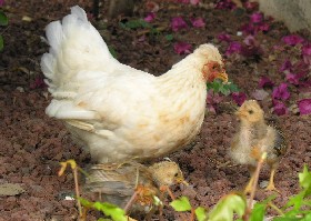 Hen 7