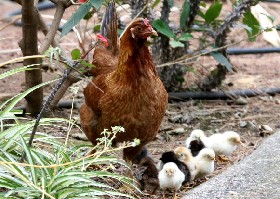 Hen 9