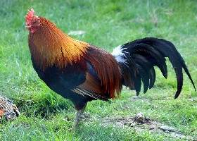 Red Jungle Fowl