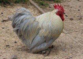 Pekin/Cochin Bantam