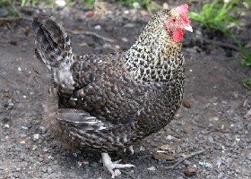 Speckled Maran Chicken