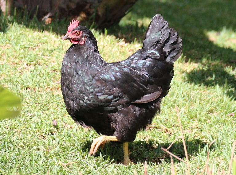 Australorp Chicken