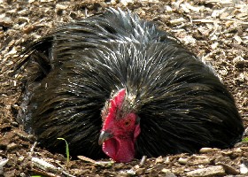 Black Orpington hen