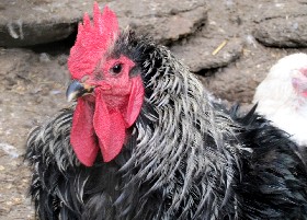 Blue Orpington cockerel