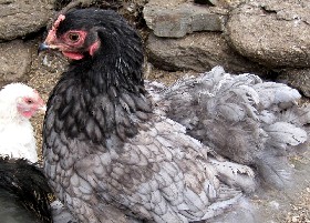 Blue Orpington hen