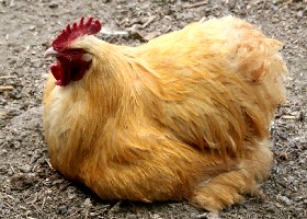 Buff Orpington