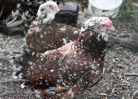 Russian Orloff Chicken