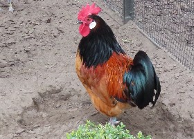 Vorwerk cockerel