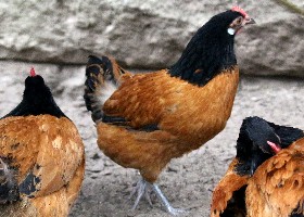 Vorwerk hen