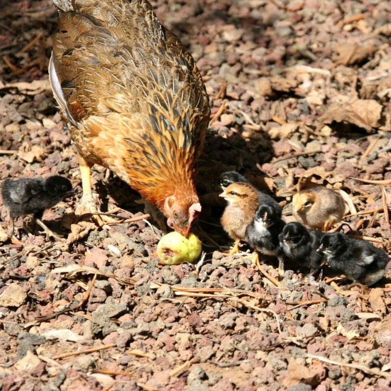 Hen teaching chicks