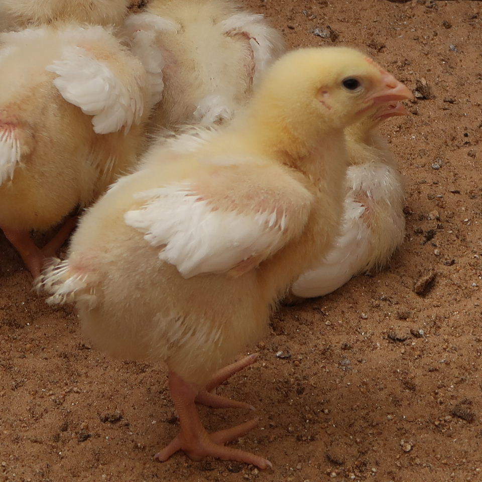 Chick