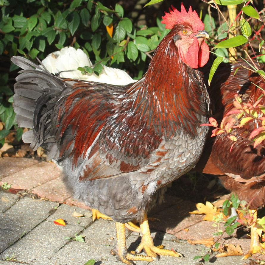 Chicken