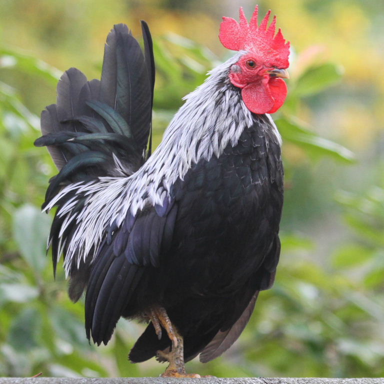Cockerel