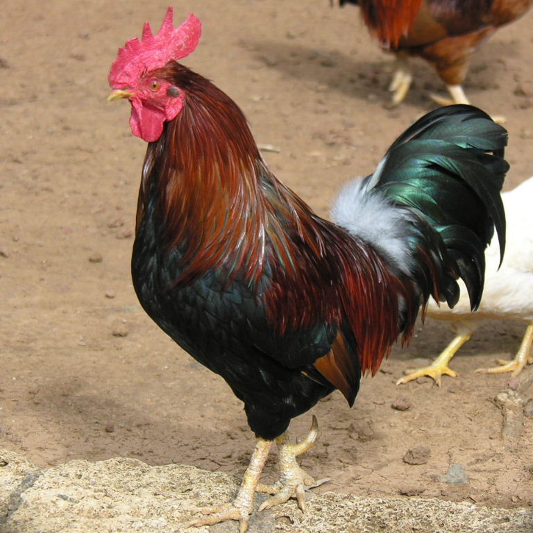 Cockerel spurs
