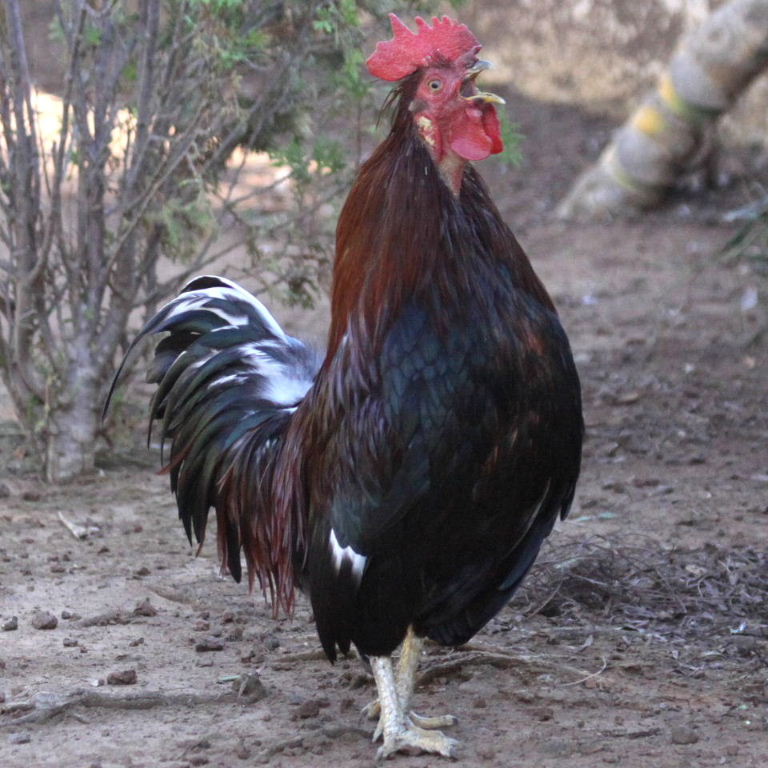 Cockerel