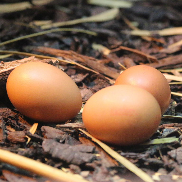Hen eggs