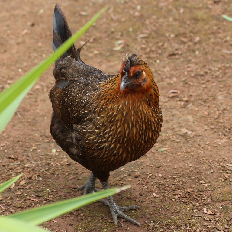 hen