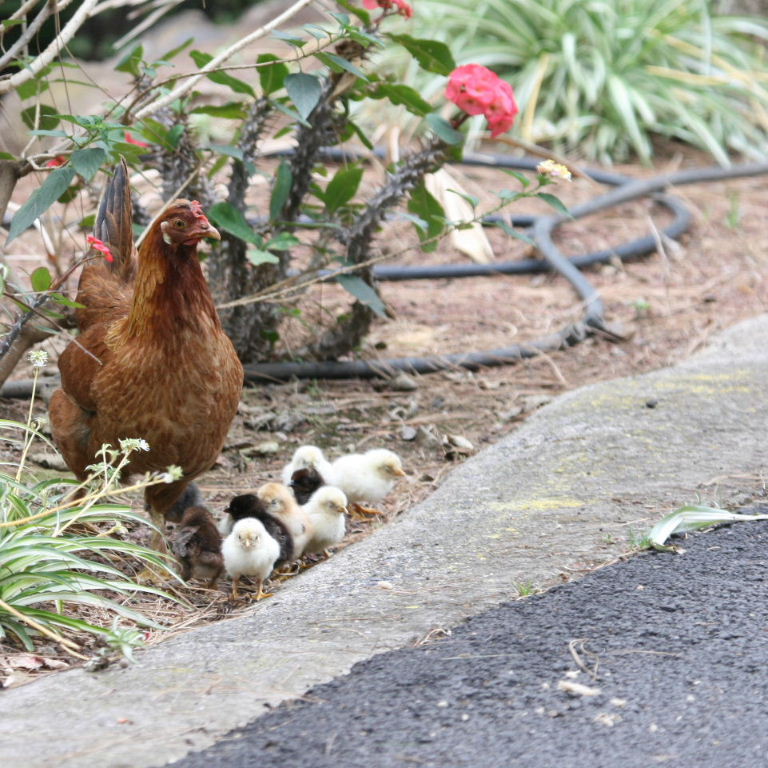 Chickens learning to cross the road