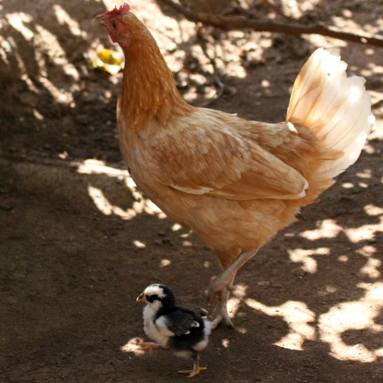 Chicken learning to cross the road