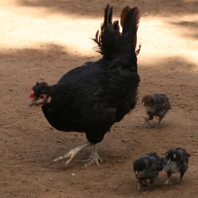 Chickens learning to cross the road