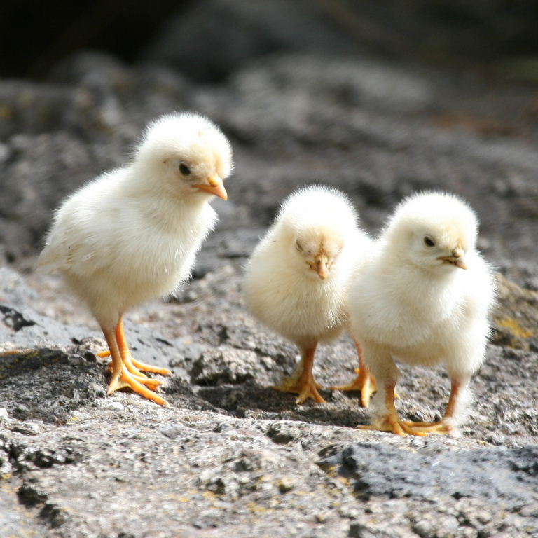 Chickens learning to cross the road