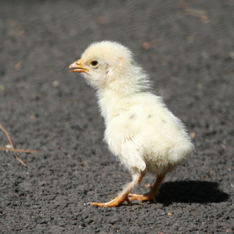 Chicken learning to cross the road