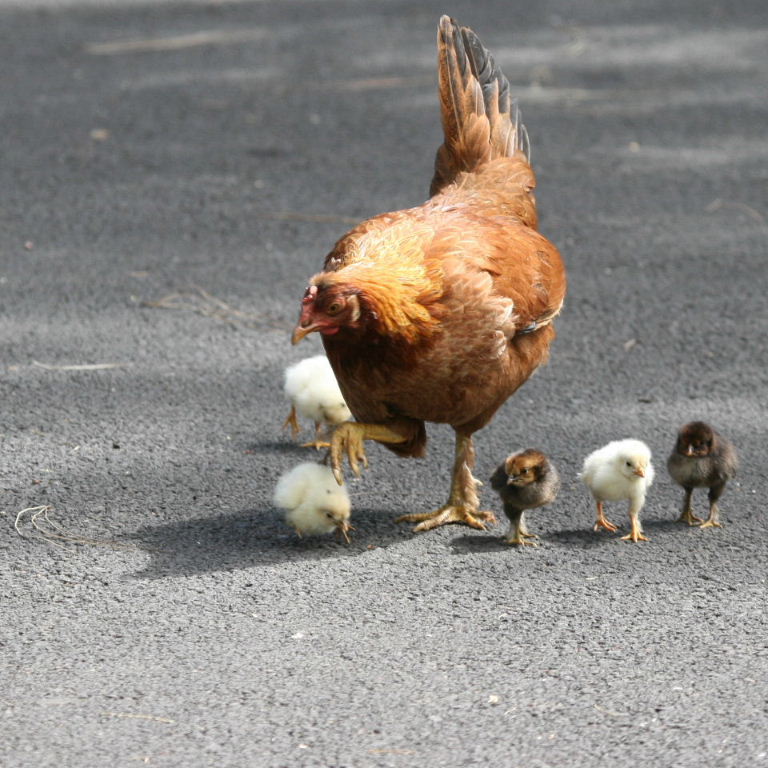 Chickens learning to cross the road
