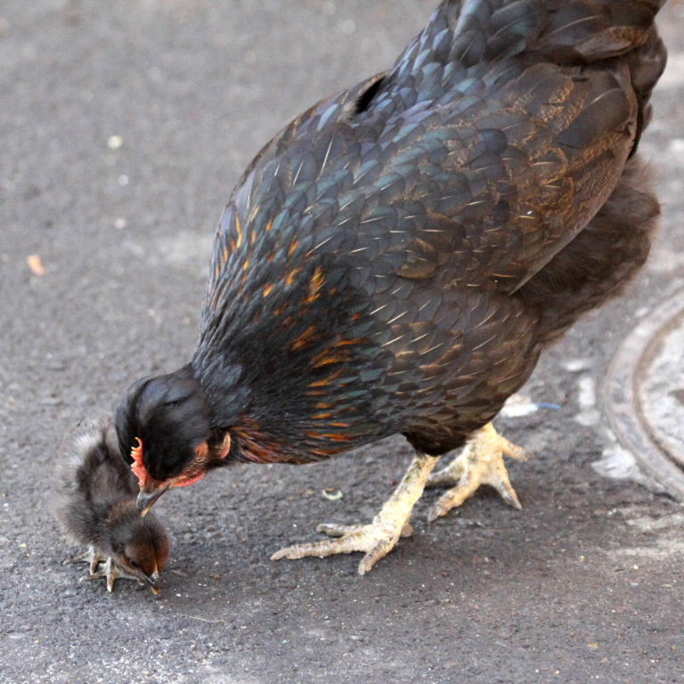 Chicken learning to cross the road