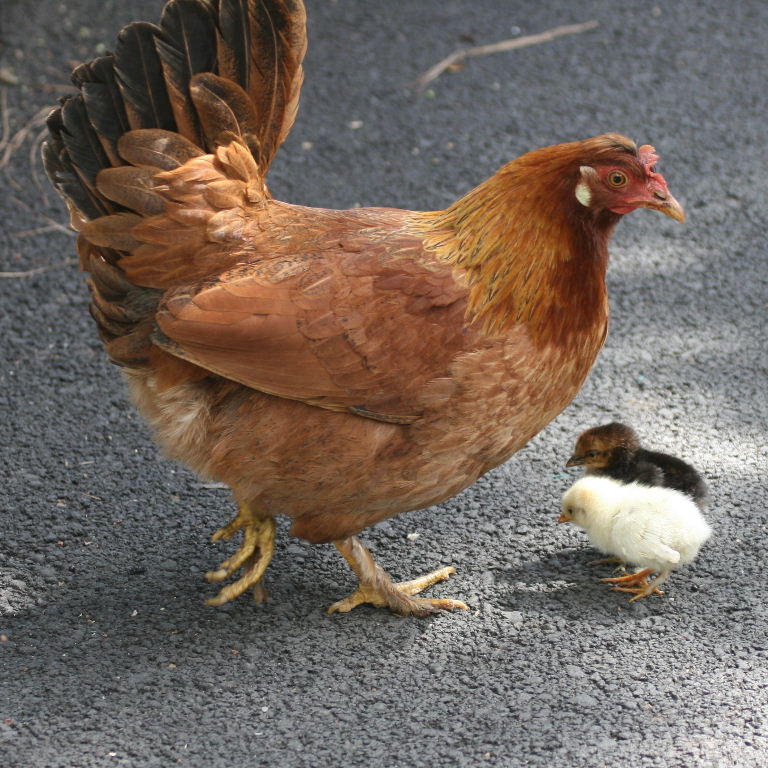 Hen teaching chicks