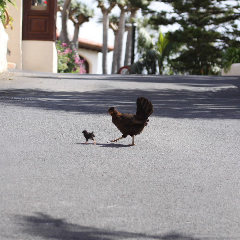 Chicken learning to cross the road