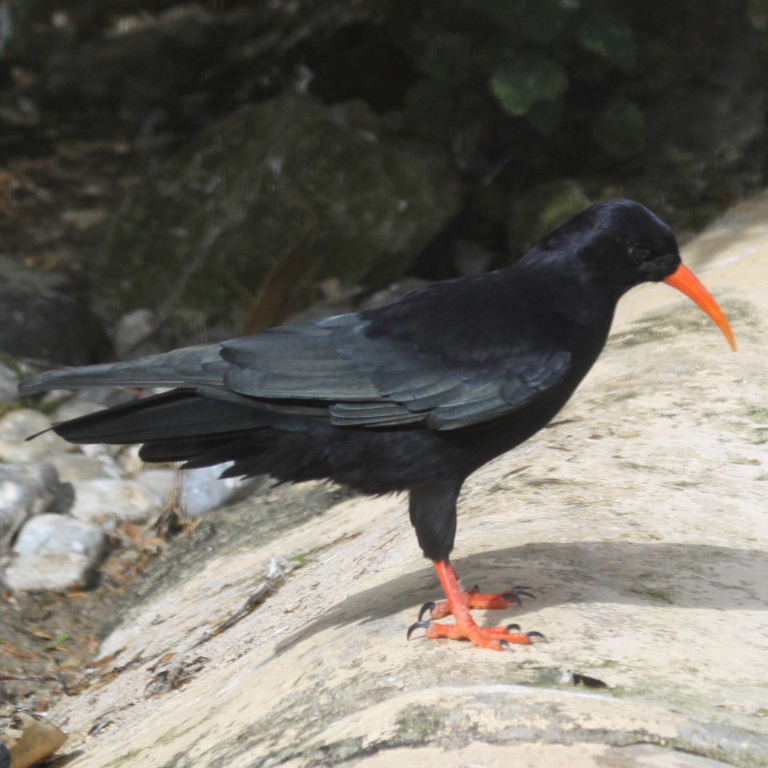 Red-billed Chough