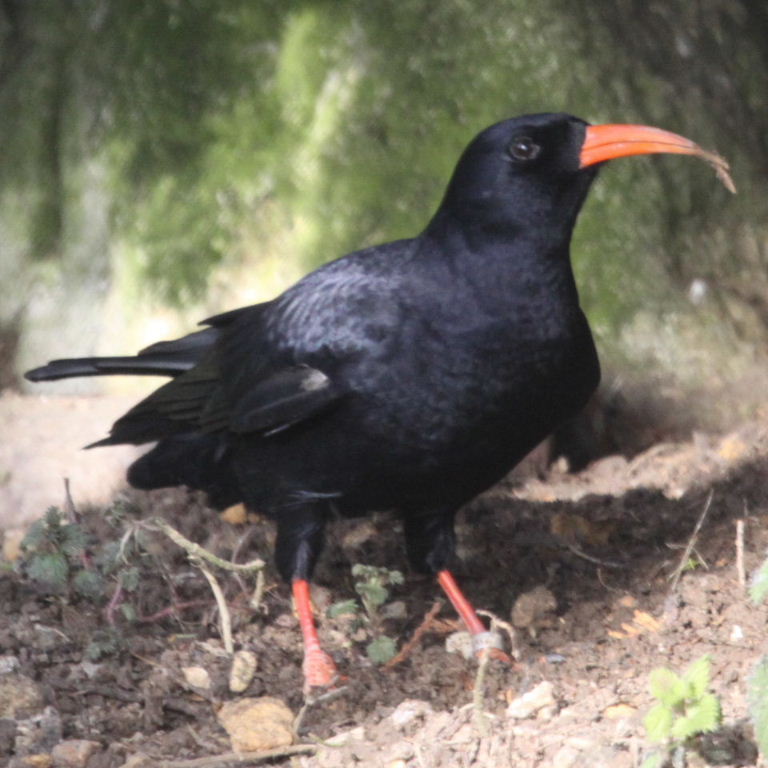 Chough