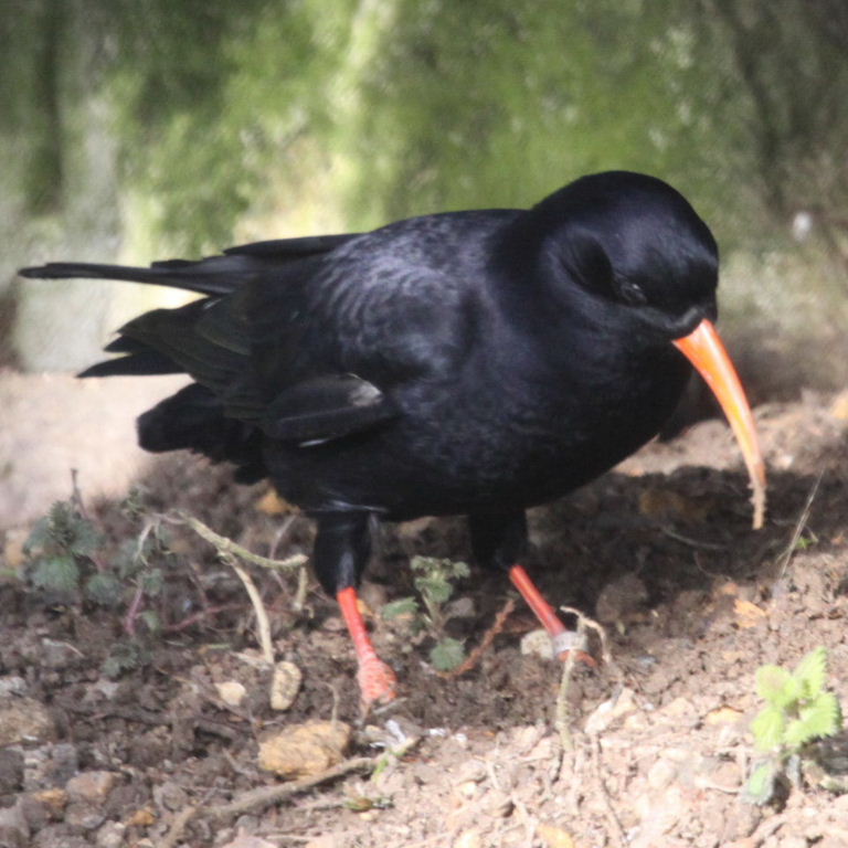 Chough
