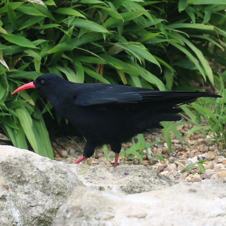 Chough