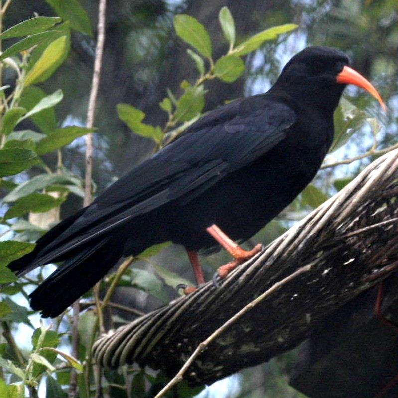Red-billed Chough