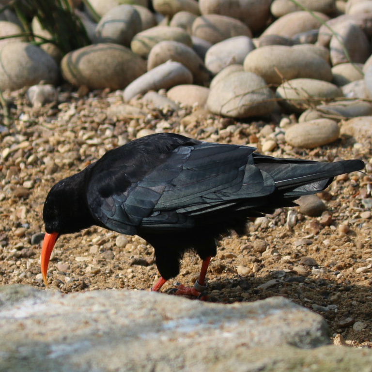 Red-billed Chough